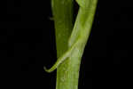 Narrowleaf bittercress